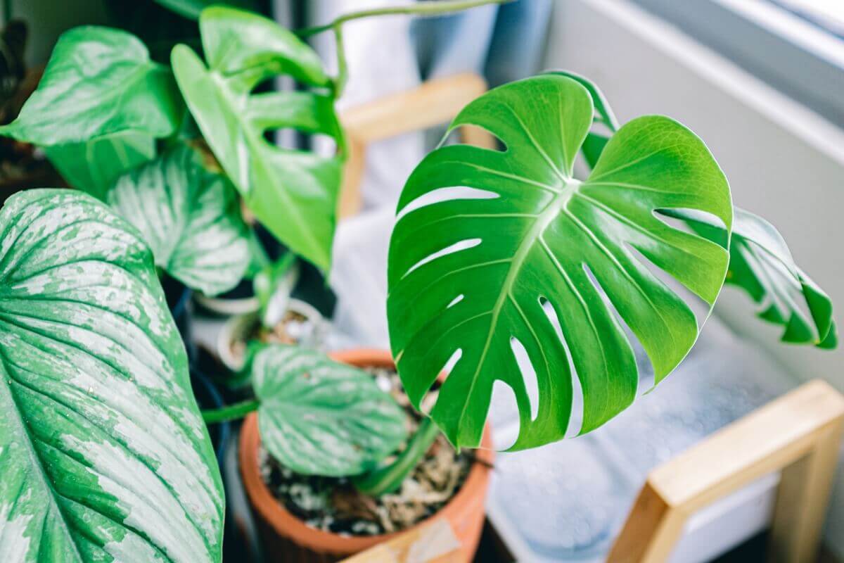 Plantas De Interior F Ceis De Cuidar Plante Me Brasil