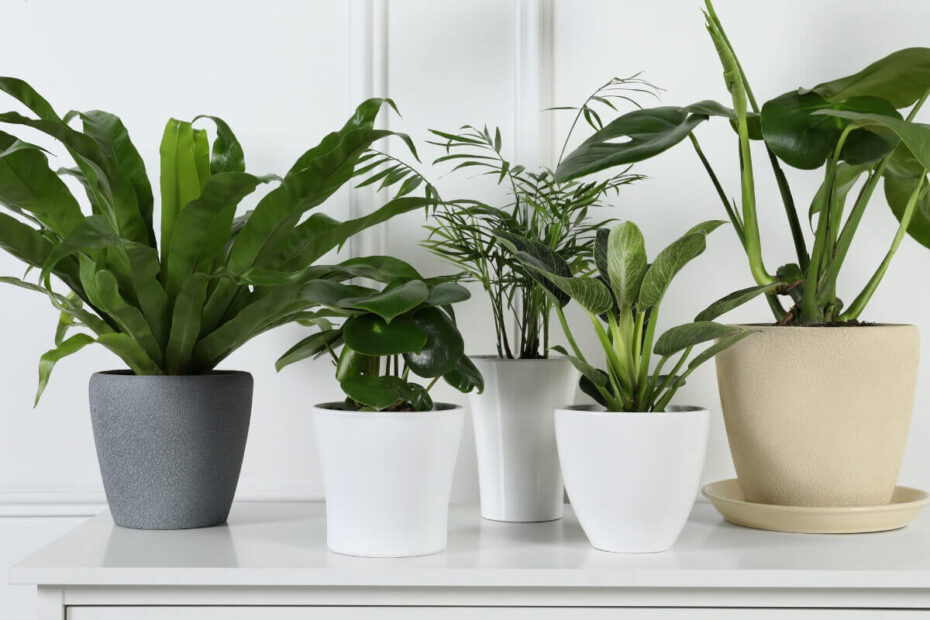 9 Plantas de interior que purificam o ar da sua casa