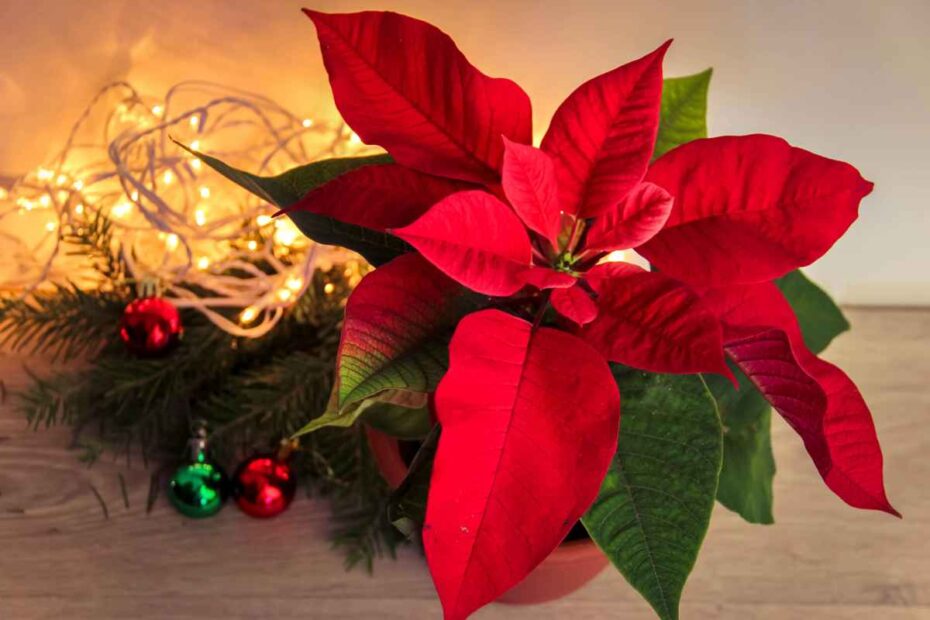 Decoração de Natal com plantas: ideias para as festas